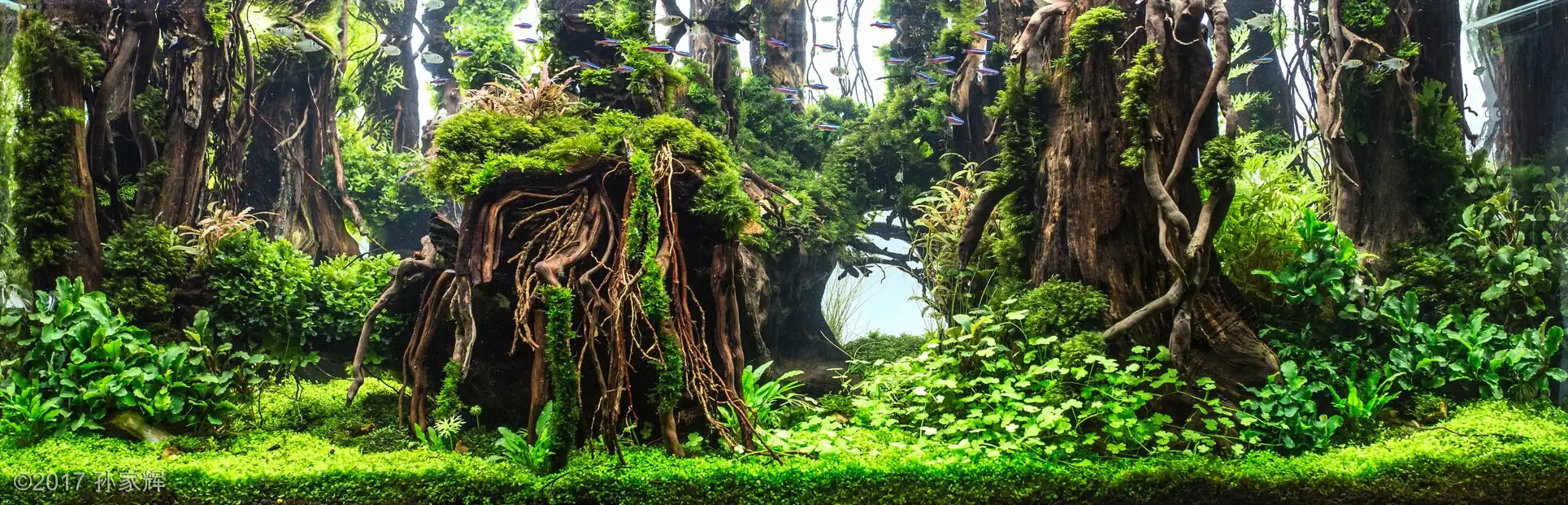 [TheStoriesOfTop7] Seclusion - Junmiao Xu / China - IAPLC 2017